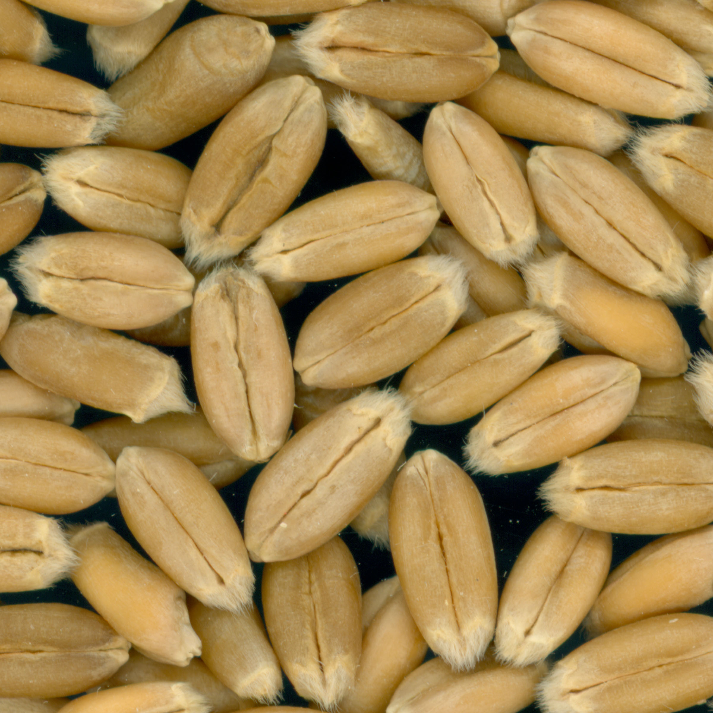 KERNELS